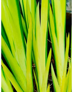 Iris pseudacorus variegata - kosaciec żółty pstrolistny